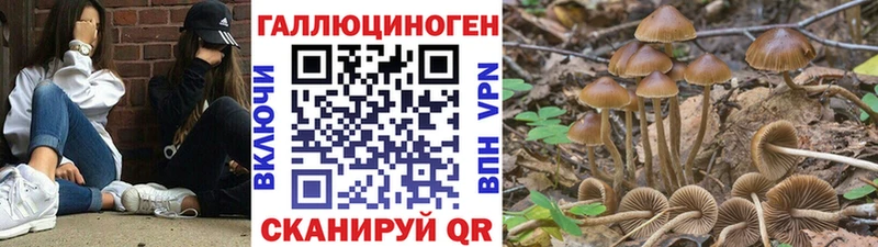 Купить  Каменск-Шахтинский  Галлюциногенные грибы Magic Shrooms 